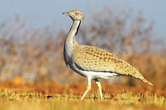 پروژه ھوبره