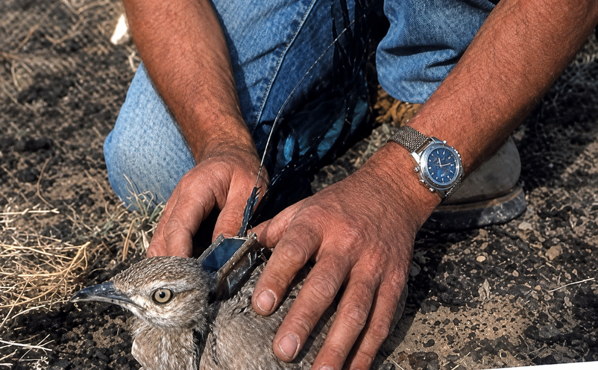 حفظ و حراست از پرنده ھوبره